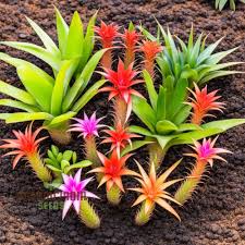 Mixed bromeliad samen for anpflanzung – heirloom nongmo sunloving organic garten samen with high germination
 
 sale for anpflanzung in home garten