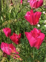 Rosa eschscholtzia blume samen for anpflanzung – heirloom nongmo seasonal bloomer organic garten samen with high germination
 
 sale for anpflanzung in home garten