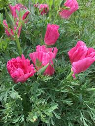 Rosa Eschscholtzia Blumensamen zur Aussaat – Traditionssorte ohne Gentechnik saisonal Dauerblüher biologisch Garten Samen Keimung