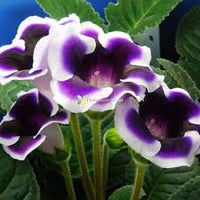 Blau Creme Gloxinie Blumensamen zur Aussaat – Traditionssorte ohne Gentechnik Schnitt Blume beliebt biologisch Garten Samen Keimung