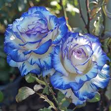 Blau und Weiß Rose Blumensamen zur Aussaat – Traditionssorte ohne Gentechnik hochwertige biologisch Garten Samen Keimung