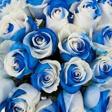 Blau und Weiß Rose Blumensamen zur Aussaat – Traditionssorte ohne Gentechnik hochwertige biologisch Garten Samen Keimung