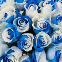 Blau und Weiß Rose Blumensamen zur Aussaat – Traditionssorte ohne Gentechnik hochwertige biologisch Garten Samen Keimung