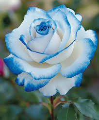 Blau and weiß rose blume samen for anpflanzung – heirloom nongmo premium organic garten samen with high germination
 
 sale for anpflanzung in home garten