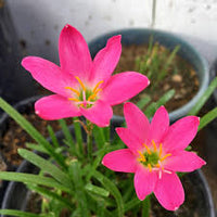 Rosa Zephyranthes Blumensamen zur Aussaat – Traditionssorte ohne Gentechnik farbenfroh biologisch Garten Samen Keimung