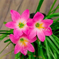 Rosa Zephyranthes Blumensamen zur Aussaat – Traditionssorte ohne Gentechnik farbenfroh biologisch Garten Samen Keimung