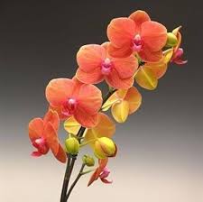 Orange gelb phalaenopsis orchid samen for anpflanzung heirloom nongmo seasonal bloomer high germination
 
 sale for anpflanzung in home garten