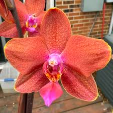 dunkel Orange Schmetterlingsorchidee Orchidee Samen zur Aussaat – Traditionssorte ohne Gentechnik Drought verträglich biologisch Garten Samen Keimung