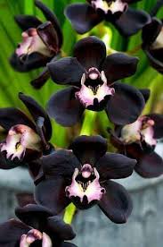 Schwarz Schmetterlingsorchidee Orchidee Blumensamen zur Aussaat – Traditionssorte ohne Gentechnik Bestäuber freundlich biologisch Garten Samen Keimung