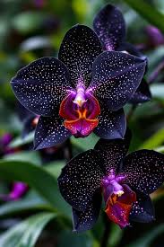 Schwarz Schmetterlingsorchidee Orchidee Blumensamen zur Aussaat – Traditionssorte ohne Gentechnik Bestäuber freundlich biologisch Garten Samen Keimung