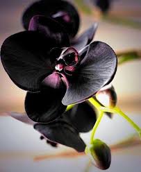 Schwarz phalaenopsis orchid blume samen for anpflanzung – heirloom nongmo pollinator friendly organic garten samen with high germination
 
 sale for anpflanzung in home garten