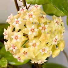 zart Gelb Hoya Blumensamen zur Aussaat – Traditionssorte ohne Gentechnik kompakt biologisch Garten Samen Keimung