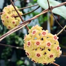 zart Gelb Hoya Blumensamen zur Aussaat – Traditionssorte ohne Gentechnik kompakt biologisch Garten Samen Keimung