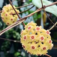 zart Gelb Hoya Blumensamen zur Aussaat – Traditionssorte ohne Gentechnik kompakt biologisch Garten Samen Keimung