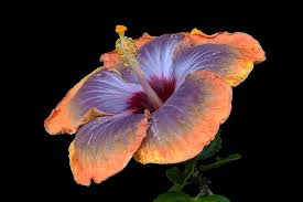 Blau orange hibiscus blume samen for anpflanzung – heirloom nongmo long bloom organic garten samen with high germination
 
 sale for anpflanzung in home garten
