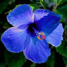 Blau Orange Hibiskus Blumensamen zur Aussaat – Traditionssorte ohne Gentechnik lang Blüte biologisch Garten Samen Keimung