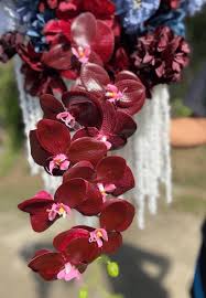 Burgundy phalaenopsis orchid blume samen for anpflanzung – heirloom nongmo low maintenance organic garten samen with high germination
 
 sale for anpflanzung in home garten