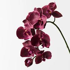 Bordeaux Schmetterlingsorchidee Orchidee Blumensamen zur Aussaat – Traditionssorte ohne Gentechnik pflegeleicht biologisch Garten Samen Keimung