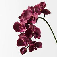 Bordeaux Schmetterlingsorchidee Orchidee Blumensamen zur Aussaat – Traditionssorte ohne Gentechnik pflegeleicht biologisch Garten Samen Keimung