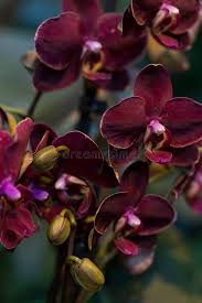 Bordeaux Schmetterlingsorchidee Orchidee Blumensamen zur Aussaat – Traditionssorte ohne Gentechnik pflegeleicht biologisch Garten Samen Keimung