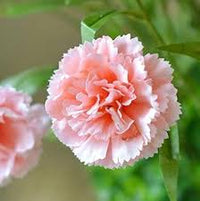 Baby rosa carnation blume samen for anpflanzung heirloom nongmo high germination organic garten samen
 
 sale for anpflanzung in home garten