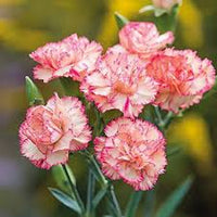 klein Rosa Nelke Blumensamen zur Aussaat Traditionssorte ohne Gentechnik Keimung biologisch Garten Samen