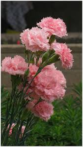 klein Rosa Nelke Blumensamen zur Aussaat Traditionssorte ohne Gentechnik Keimung biologisch Garten Samen