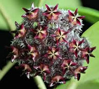 Schwarz Rot Hoya Blumensamen zur Aussaat – Traditionssorte ohne Gentechnik Keimung biologisch Garten Samen