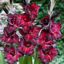 Rot Schwarz Gladiole Blumensamen zur Aussaat – Traditionssorte ohne Gentechnik Keimung biologisch Garten Samen