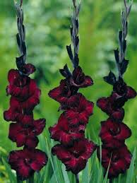 Rot schwarz gladiolus blume samen for anpflanzung – heirloom nongmo high germination organic garten samen
 
 sale for anpflanzung in home garten