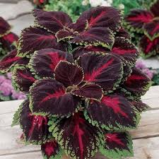 Maroon coleus samen for anpflanzung – heirloom nongmo high germination organic garten samen for long bloom season
 
 sale for anpflanzung in home garten
