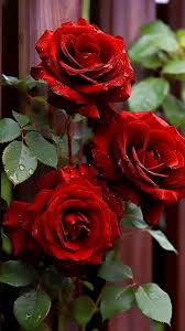 Rot Rose Blumensamen zur Aussaat – Traditionssorte ohne Gentechnik Keimung biologisch Garten Samen Haus Gärten