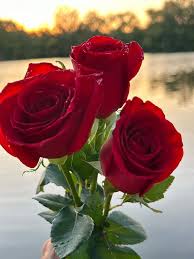 Rot Rose Blumensamen zur Aussaat – Traditionssorte ohne Gentechnik Keimung biologisch Garten Samen Haus Gärten