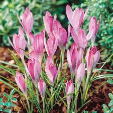 Baby rosa crocus blume samen for anpflanzung – heirloom nongmo high germination organic garten samen easy to grow
 
 sale for anpflanzung in home garten