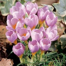 klein Rosa Crocus Blumensamen zur Aussaat – Traditionssorte ohne Gentechnik Keimung biologisch Garten Samen Anzucht