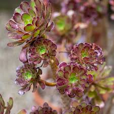 Braun Grün Succulent Blumensamen zur Aussaat – Traditionssorte ohne Gentechnik Keimung biologisch Garten Samen leuchtend