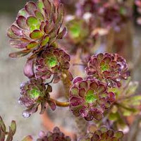 Braun Grün Succulent Blumensamen zur Aussaat – Traditionssorte ohne Gentechnik Keimung biologisch Garten Samen leuchtend
