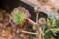 Braun Grün Succulent Blumensamen zur Aussaat – Traditionssorte ohne Gentechnik Keimung biologisch Garten Samen leuchtend