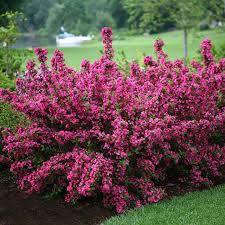 Rosa Weigela Blumensamen zur Aussaat – Traditionssorte ohne Gentechnik Keimung biologisch Garten Samen leuchtend blühend Shrub
