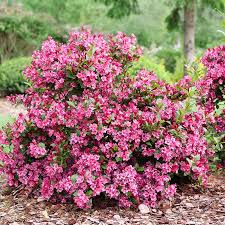 Rosa Weigela Blumensamen zur Aussaat – Traditionssorte ohne Gentechnik Keimung biologisch Garten Samen leuchtend blühend Shrub