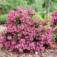 Rosa Weigela Blumensamen zur Aussaat – Traditionssorte ohne Gentechnik Keimung biologisch Garten Samen leuchtend blühend Shrub