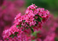 Rosa weigela blume samen for anpflanzung – heirloom nongmo high germination organic garten samen bright blooming shrub
 
 sale for anpflanzung in home garten