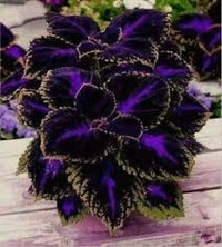 Schwarz coleus blume samen for anpflanzung – heirloom nongmo high germination organic garten samen premium quality
 
 sale for anpflanzung in home garten