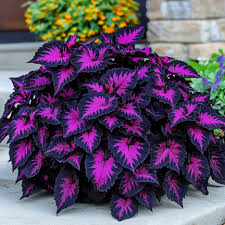 Schwarz Buntnessel Blumensamen zur Aussaat – Traditionssorte ohne Gentechnik Keimung biologisch Garten Samen hochwertige Qualitäts-