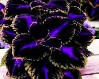 Schwarz Buntnessel Blumensamen zur Aussaat – Traditionssorte ohne Gentechnik Keimung biologisch Garten Samen hochwertige Qualitäts-