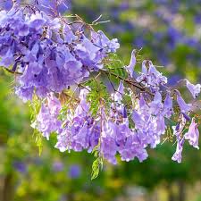 Lavender jacaranda blume samen for anpflanzung heirloom nongmo shade tolerant high germination
 
 sale for anpflanzung in home garten