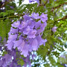 Lavendel Jacaranda Blumensamen zur Aussaat Traditionssorte ohne Gentechnik Halbschatten verträglich Keimung