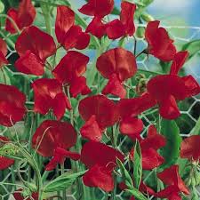 Rot Wicke Blumensamen zur Aussaat Traditionssorte ohne Gentechnik sonnenliebend Keimung Garten Samen