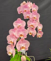 hell Rosa Schmetterlingsorchidee Orchidee Samen zur Aussaat Traditionssorte ohne Gentechnik Wildblume Mischung Keimung