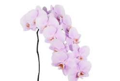 hell Rosa Schmetterlingsorchidee Orchidee Samen zur Aussaat Traditionssorte ohne Gentechnik Wildblume Mischung Keimung